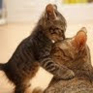 Meet your Posher, Vesna